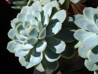 Thumbnail of 2027_Echeveria elegans_20170424_01(1).JPG